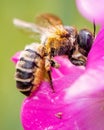 Macro shot of honey bee collecting nectar from Sweet pea flower on sunny day on blurry background Royalty Free Stock Photo