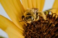 Macro shot of a honey bee collecting pollen and nectar from yellow sunflower Royalty Free Stock Photo