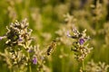 Macro shot of a honey bee flying by the English lavenders under the sunlight Royalty Free Stock Photo