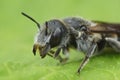 Macro shot of a honey bee on a green leaf Royalty Free Stock Photo