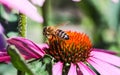 Macro shot of a honey bee perched on a bright pink flower, collecting nectar for its hive Royalty Free Stock Photo