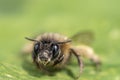 Macro shot of a honeybee sitting in the garden on a leaf Royalty Free Stock Photo