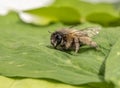 Macro shot of a honeybee sitting in the garden on a leaf Royalty Free Stock Photo