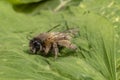 Macro shot of a honeybee sitting in the garden on a leaf Royalty Free Stock Photo