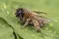 Macro shot of a honeybee sitting in the garden on a leaf Royalty Free Stock Photo