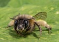 Macro shot of a honeybee sitting in the garden on a leaf Royalty Free Stock Photo