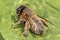 Macro shot of a honeybee sitting in the garden on a leaf Royalty Free Stock Photo