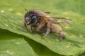 Macro shot of a honeybee sitting in the garden on a leaf Royalty Free Stock Photo