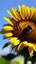 A macro shot of a honeybee on a sunflower illustration Artificial Intelligence artwork generated Royalty Free Stock Photo