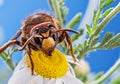 Macro shot of hornet insect eating nectar of daisy flower. Top margin of the head and all body details are well seen on the Royalty Free Stock Photo