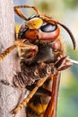 Macro shot of hornet insect in nature. Top margin of the head and all body details are well seen on the picture