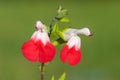 Hot lips salvia flowers Royalty Free Stock Photo