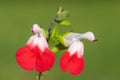 Hot lips salvia flowers Royalty Free Stock Photo