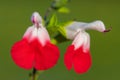 Hot lips salvia flowers Royalty Free Stock Photo