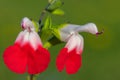 Hot lips salvia flowers Royalty Free Stock Photo