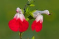 Hot lips salvia flowers Royalty Free Stock Photo