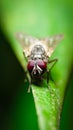 Macro shot of house flies