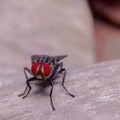 Macro shot of a house fly with red eyes Royalty Free Stock Photo