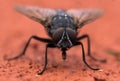 Macro shot of a housefly crawling on the sandy surface Royalty Free Stock Photo