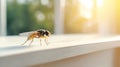 Macro shot of a housefly perched on a white surface, with a soft focus background and sunlight producing a bokeh effect Royalty Free Stock Photo