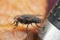 Macro Shot of Housefly on Surface Royalty Free Stock Photo