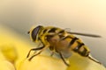 Macro shot of a hover fly on a flower.