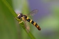 Macro shot of a hover fly perched on a green stem Royalty Free Stock Photo