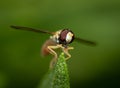 Macro shot of a hover fly on a plant against a green blurred background. Royalty Free Stock Photo