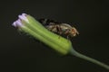 Macro shot a hover fly resting on a wildflower bud Royalty Free Stock Photo