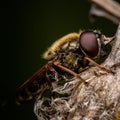 Macro shot of a hover fly on a rough surface. Royalty Free Stock Photo