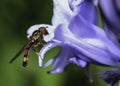 Hover fly sitting on a Bluebell Royalty Free Stock Photo