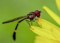 Hover fly sitting on a Dandilion Royalty Free Stock Photo