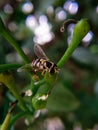 A macro shot of a hoverfly Royalty Free Stock Photo