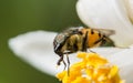 Macro shot of a hoverfly on a flower in a garden Royalty Free Stock Photo