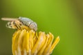 Macro shot of a hoverfly on a flower in a garden Royalty Free Stock Photo