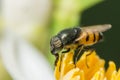Macro shot of a hoverfly on a flower in a garden Royalty Free Stock Photo