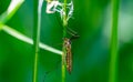 macro shot hoverfly on a leaf Royalty Free Stock Photo