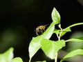 Macro shot of hoverfly Royalty Free Stock Photo