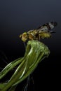 Macro shot a hoverfly resting on a dead dandelion Royalty Free Stock Photo