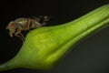 Macro shot a hoverfly resting on a wildflower bud Royalty Free Stock Photo