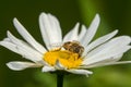 A macro shot of a Hoverfly Royalty Free Stock Photo