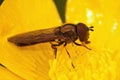 Macro shot of the hoverfly standing turned on a yellow blooming flower