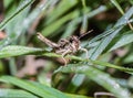 Macro shot of a huge grasshopper sitting on the leaf of the plant on a blurry background