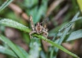 Macro shot of a huge grasshopper sitting on the leaf of the plant on a blurry background