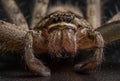 Macro shot of a Huntsman spider with black eyes and pedipalps on an isolated background