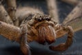 Macro shot of a Huntsman spider with eyes and pedipalps on an isolated background