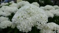 Macro shot of Hydrangea plant Royalty Free Stock Photo
