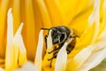 .Macro Shot, Image of bee or honeybee on the  yellow lotus pollen Royalty Free Stock Photo