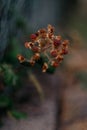 Macro shot of an immature blackberry fruits Royalty Free Stock Photo