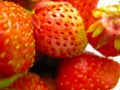 Macro shot on Imperfect fresh organic red strawberries Royalty Free Stock Photo